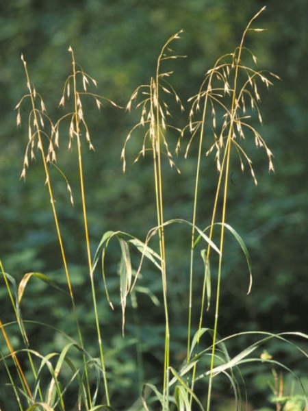 Image of Bromus pubescens