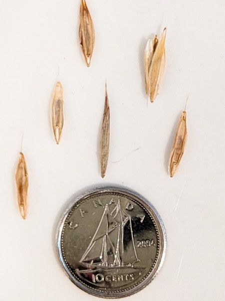 Image of Bromus pubescens