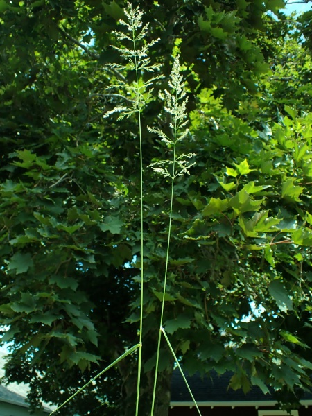 Image of Calamagrostis canadensis