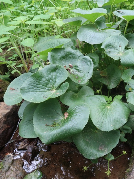 Image of Caltha palustris