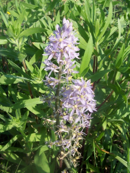 Image of Camassia scilloides