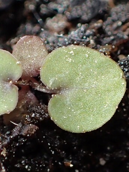 Image of Campanula rotundifolia
