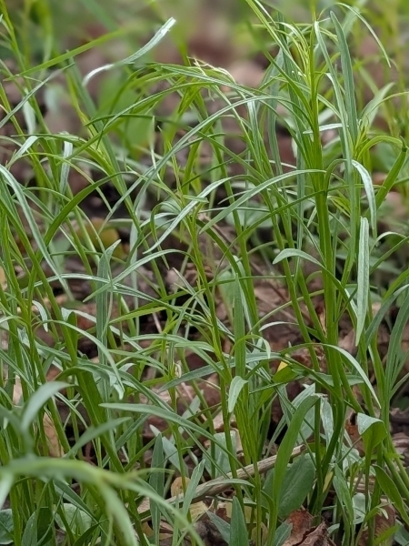 Image of Campanula rotundifolia
