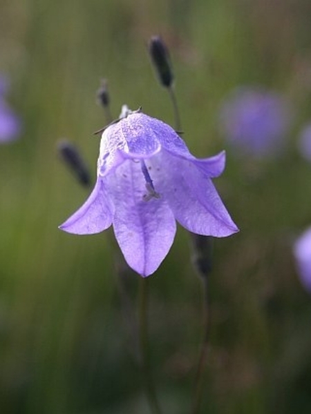 Image of Campanula rotundifolia