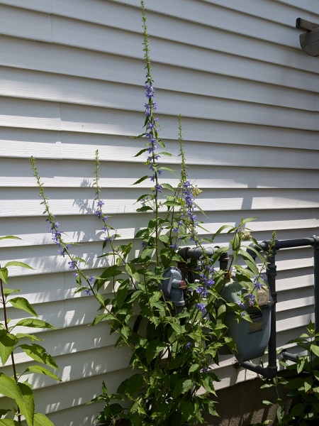 Image of Campanulastrum americanum