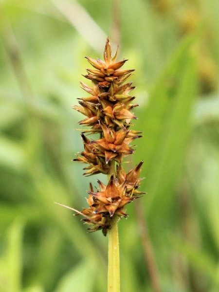 Image of Carex alopecoidea
