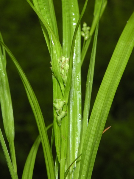 Image of Carex blanda