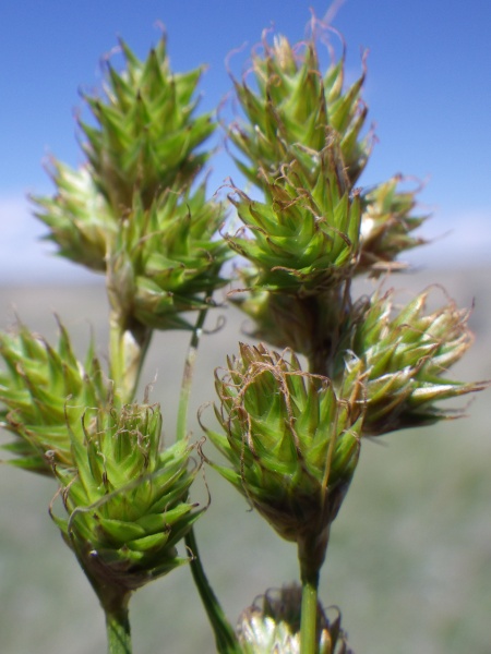 Image of Carex brevior