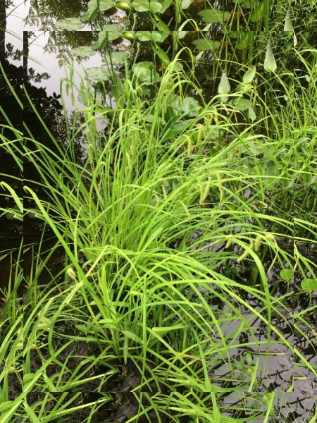 Image of Carex crinita