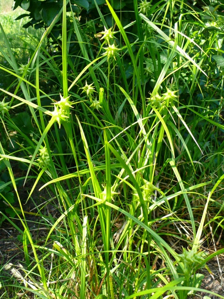 Image of Carex grayi