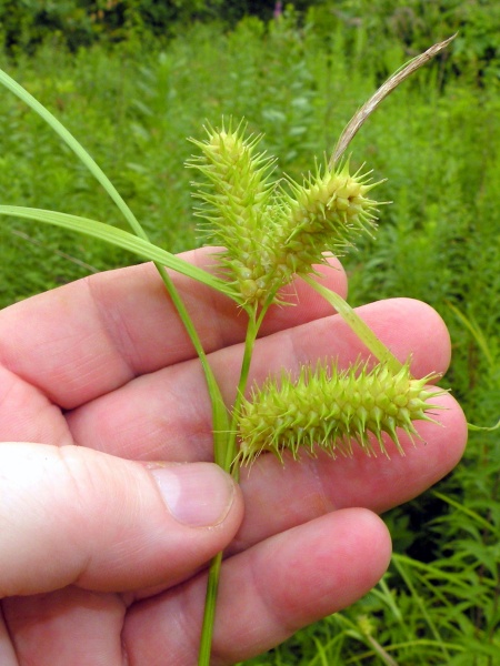 Image of Carex lurida