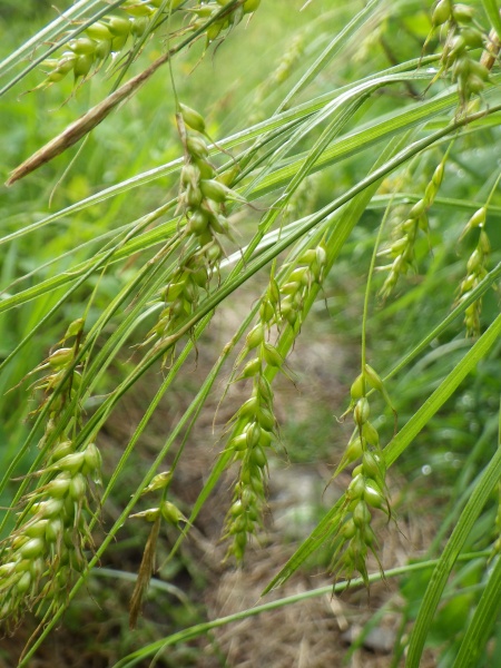 Image of Carex sprengelii