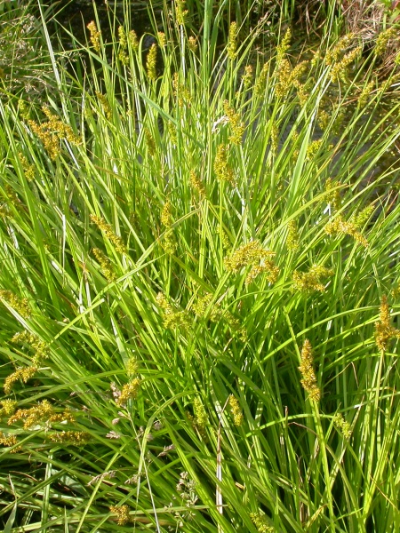 Image of Carex stipata