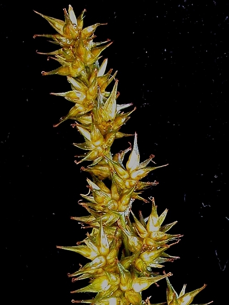 Image of Carex stipata