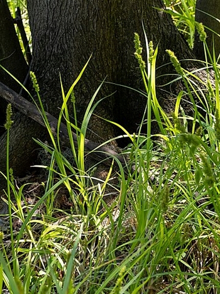 Image of Carex stipata