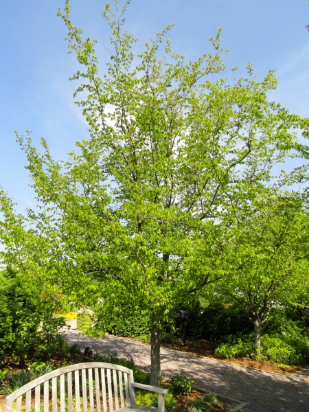 Image of Carpinus caroliniana