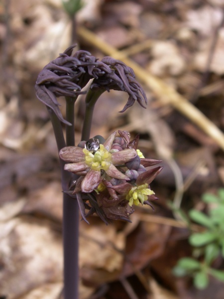 Image of Caulophyllum thalictroides