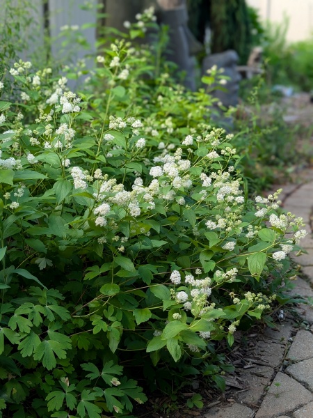 Image of Ceanothus americanus