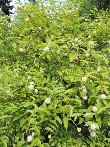 Image of Cephalanthus occidentalis