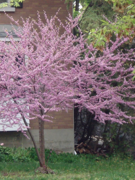 Image of Cercis canadensis