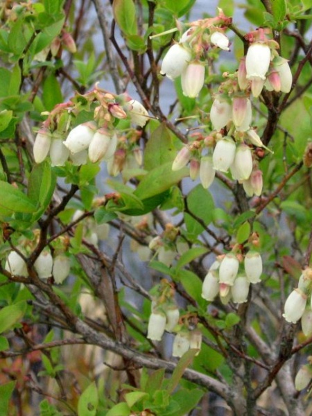 Image of Chamaedaphne calyculata