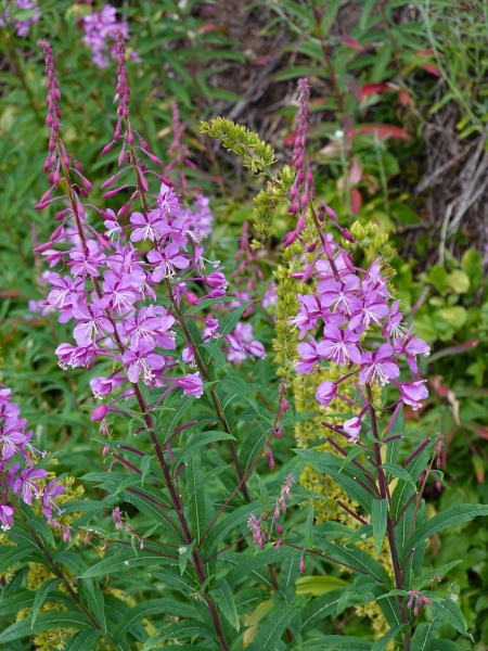 Image of Chamaenerion angustifolium
