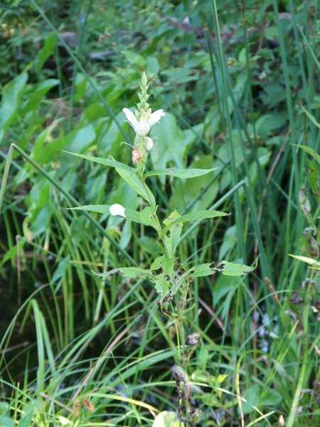 Image of Chelone glabra
