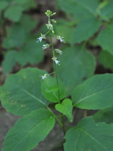 Image of Circaea canadensis