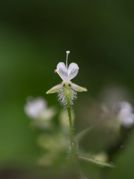 Image of Circaea canadensis