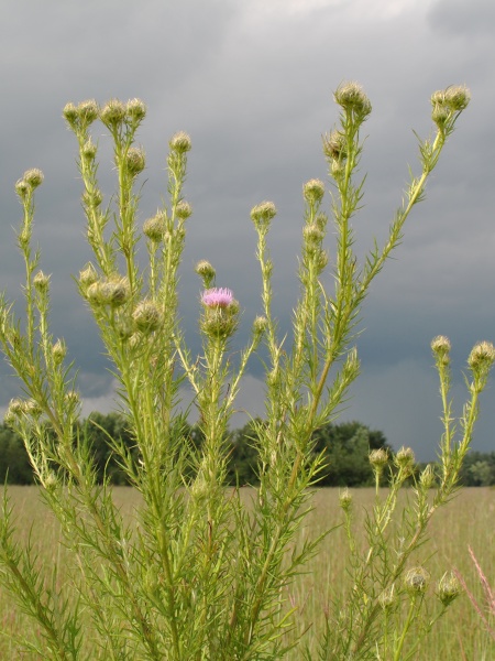 Image of Cirsium discolor