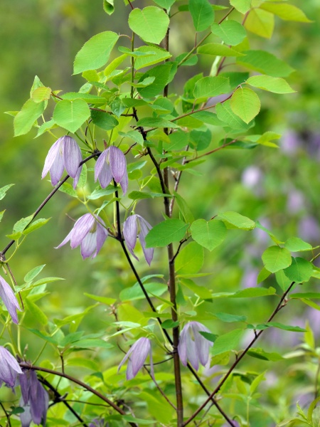 Image of Clematis occidentalis