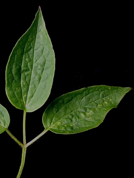 Image of Clematis occidentalis