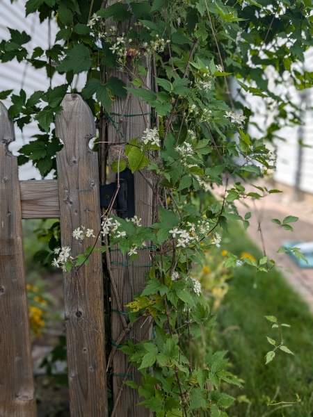 Image of Clematis virginiana