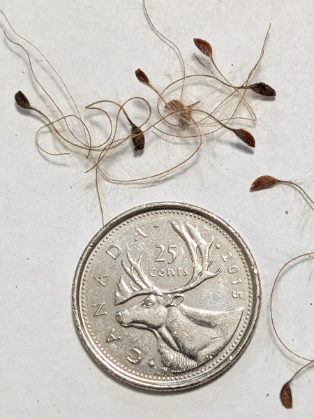 Image of Clematis virginiana