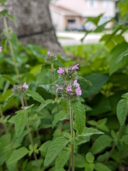 Image of Clinopodium vulgare