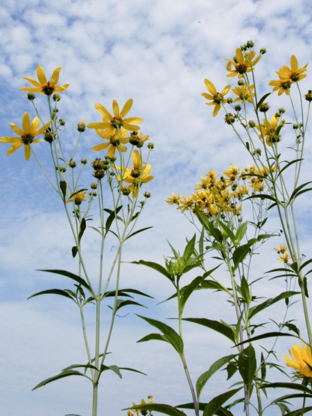 Image of Coreopsis tripteris