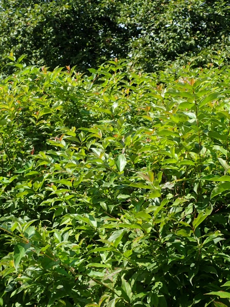 Image of Cornus racemosa