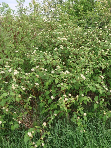 Image of Cornus sericea