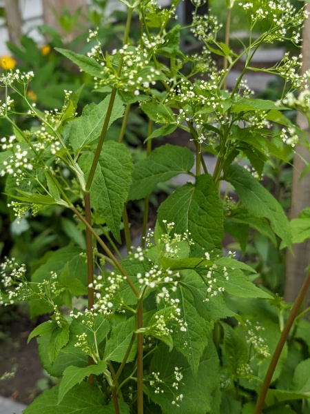 Image of Cryptotaenia canadensis