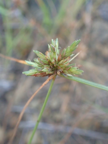 Image of Cyperus lupulinus