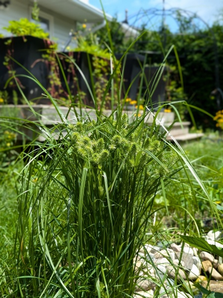 Image of Cyperus strigosus
