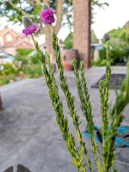 Image of Dalea purpurea
