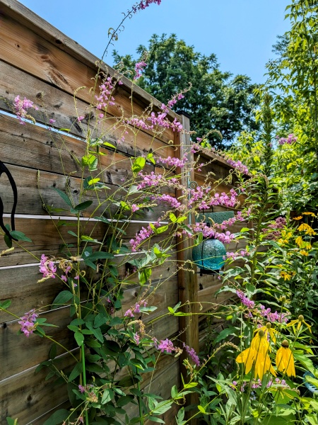 Image of Desmodium canadense
