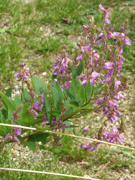 Image of Desmodium paniculatum