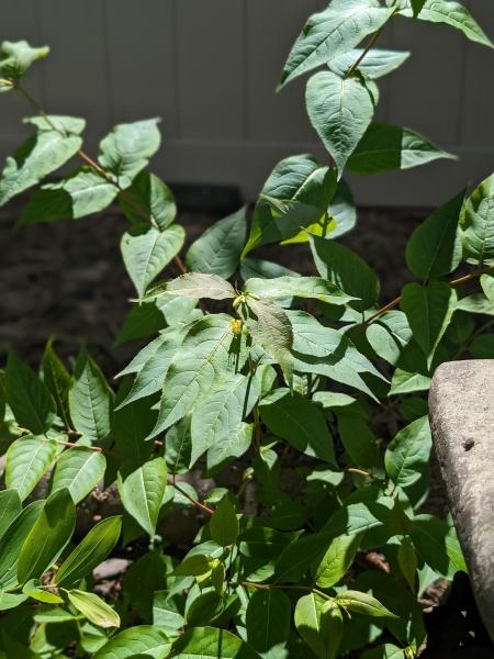 Image of Diervilla lonicera