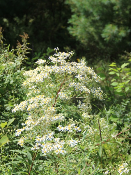 Image of Doellingeria umbellata