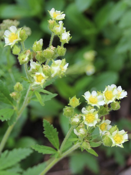 Image of Drymocallis arguta