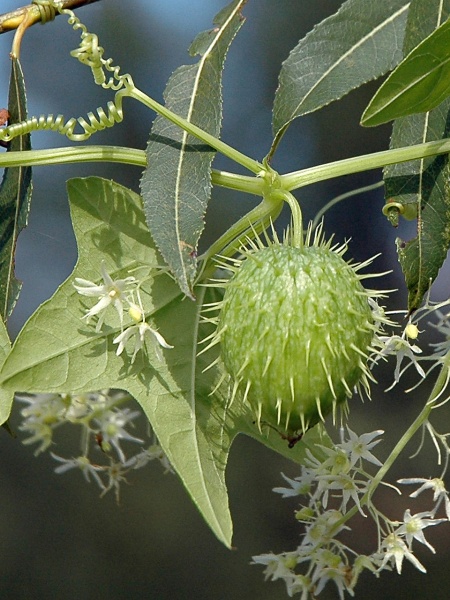 Image of Echinocystis lobata