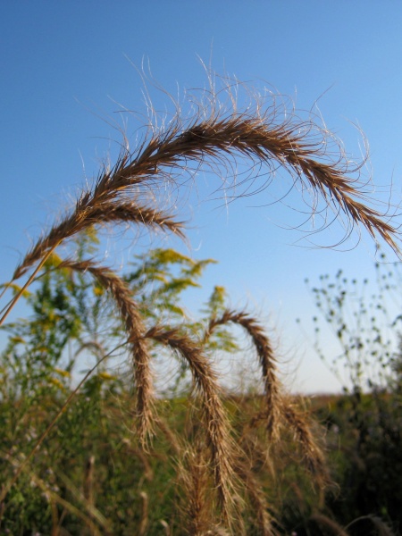 Image of Elymus canadensis