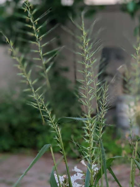 Image of Elymus hystrix